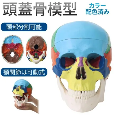 頭蓋骨 模型 人体模型 骨 標本 カラー 分解 歯科 耳鼻科 眼科 頭蓋骨模型 顎 関節 分解可能 後頭骨 頭 高品質 学習 勉強 資料 教材 精巧 実物大 配色 脳外科