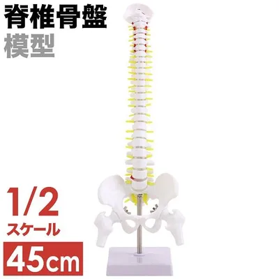 脊椎 模型 人体模型 1/2 脊椎骨盤 骨盤 骨 45センチ 脊髄骨盤模型 股関節 脊柱可動 ヘルニア病部 脊髄神経根 椎骨動脈 椎間板 教材 後頭骨