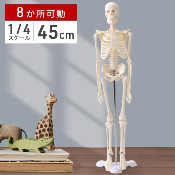 人体模型 骨 人体骨格模型 骨格標本 45cm 1/4 モデル 人体模型可動 ホワイト 台座 可動域 直立 スタンド 教材 フィギュア 接骨院