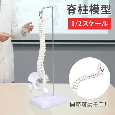 脊椎 模型 曲がる 人体模型 1/2 脊椎骨盤 骨盤 骨 45センチ 脊髄骨盤模型 股関節 脊柱可動 ヘルニア病部 脊髄神経根 椎骨動脈 椎間板 教材 後頭骨