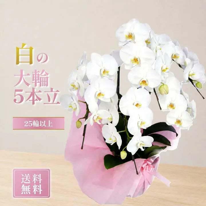 胡蝶蘭 大輪 白 5本立 25輪phal-w-5f25mini