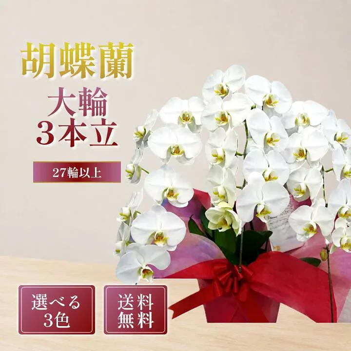 胡蝶蘭 大輪 3本立ち 27輪以上 選べる3色 白 ピンク 白赤リップ 花 ギフト 御祝 開店祝い 就任祝い 開業祝い 移転祝い 昇進祝い 栄転祝い 当選祝い 法人ギフト お祝い 花 立札&ラッピング無料 送料無料