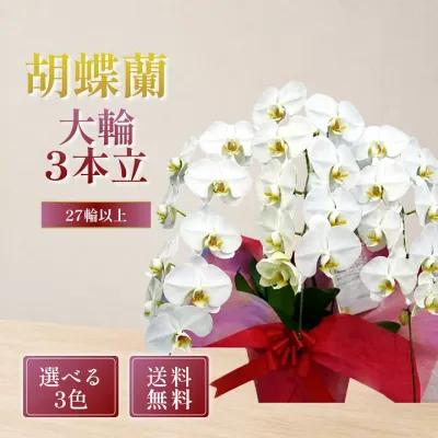 胡蝶蘭 大輪 3本立ち 27輪以上 選べる3色 白 ピンク 白赤リップ 花 ギフト 御祝 開店祝い 就任祝い 開業祝い 移転祝い 昇進祝い 栄転祝い 当選祝い 法人ギフト お祝い 花 立札&ラッピング無料 送料無料