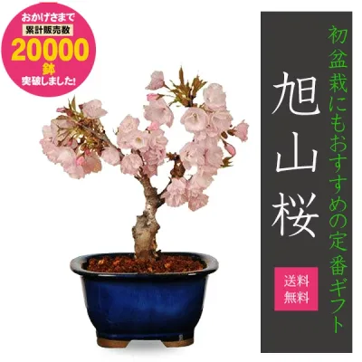 ◇楽天1位◇【即日出荷可!】桜盆栽:一才桜(瀬戸焼鉢)*【2026年春開花終了】【送料無料】【あす楽対応】【さくら盆栽】【自分ご褒美】自宅でお花見 bonsai