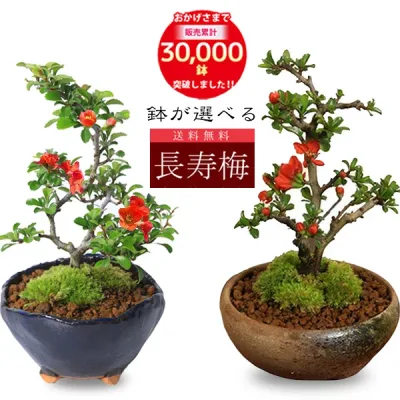 【即日出荷可】◇楽天1位◇ミニ盆栽:長寿梅*【鉢が選べる】【送料無料】【ぼんさい】【ボンサイ】bonsai あす楽